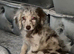 Labradoodle F1B Health clear pups