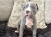 Cane corso x puppies