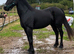 Black 4 year old Welsh section D gelding