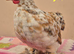 2 x pekin bantam cockerils
