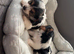 Beautiful Yorkie Biewer terrier for sale