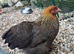 2 hens