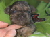 3 visible fluffy male puppies frenchies for sale !!