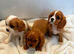 Kings Charles puppies
