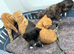 5 beautiful kittens