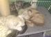 Bengal kittens ready now
