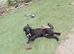 Doris! The gentlest Newfoundland x puppy is looking for her forever home.