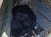 4 lab x border collie pups