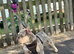merle French Bulldog Stud Available