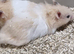 SYRIAN HAMSTERS MALE/FEMALE