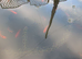 Young pond-bred goldfish, multi colours