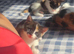 2 female kittens