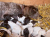 Wirehaired short haired pointer cross