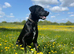 Rehoming - Labrador x border collie