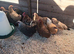 Pekin Bantams