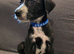 Belgian mali x Dalmatian pups 12weeks ready to leave now offers welcome