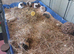 Guineapigs