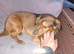 Long haired dachshund