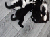 Beautiful Maine Coon mix 1boy  kitten