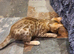 Very Beautiful Pedigree Bengal Kittens.