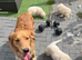 Gorgeous golden retriever puppies ️