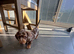 Miniature dachshund puppies