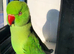 Baby green ring neck talking parrot
