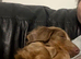 Miniature dachshund