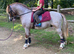 Section A Stallion – 11.3hh