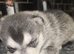 7 husky puppies for sale £800