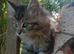 Maine Coon kittens. Mother is TICA registered.