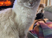Ragdoll kittens for sale