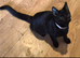 Two female cats need a forever home