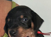 Dachshund