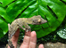 Henkels Leaf Tailed Gecko at Birmingham Reptiles