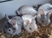 Netherland dwarf
