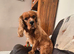 Looking new home due to owners illness that has made it impossible for her to keep her