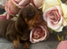 Gorgeous miniature Dachshund puppies ready 4th July