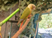 Green cheek conure