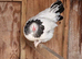 Light Sussex pol hens