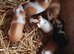 Baby Guinea pigs