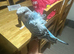 Helicopter Hargromo tamed baby budgie in Dagenham