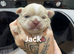 Shih Tzu Puppies Looking for Their Forever Homes!