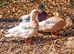 Pair & a Female Call Ducks