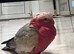 Pink fluff Galah