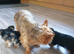 Pedigree Pure Yorkshire Terrier puppies