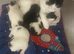 Kitten 4 availble