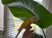Handreared talking  lutino conure for sale