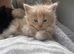 Half maincoon kittens