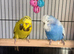 Exhibition budgies & cage